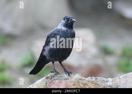 Die westliche Jackdaw (Coloeus monedula), auch bekannt als eurasische Jackdaw, europäische Jackdaw oder einfach Jackdaw, ist ein Passanten der Krähenfamilie Stockfoto