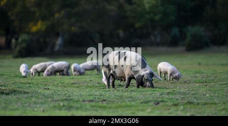 Eine Sau und eine große Gruppe von Ferkeln, die den New Forest während der Pannagesaison erkunden. Stockfoto