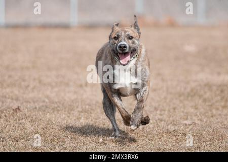 Der Hund, der durch den Spielplatz läuft, ist in der lokalen humanen Gesellschaft Stockfoto