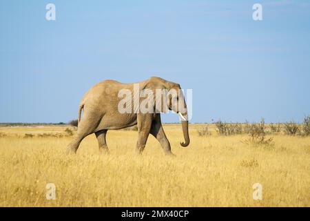 Der einsame Elefant (Loxodonta africana) durchquert die Etosha-Salzpfanne von links nach rechts. Etosha-Nationalpark, Namibia, Afrika Stockfoto