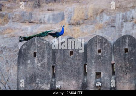 Indischer Peafowl Peacock (Pavo cristatus) Nahaufnahme der Rückenfedern des Pfauens in lebendigen Farben. Ranthambore-Nationalpark, Rajasthan, Indien Stockfoto