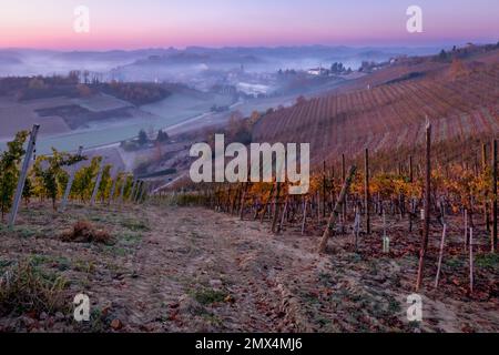 Weinberge in der Nähe von Canale, Piemont, Italien Stockfoto