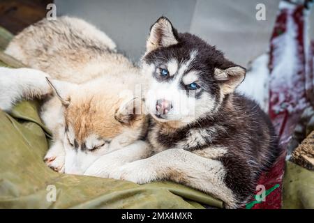 Zwei Husky-Welpen ruhen sich im kalten Winter aus Stockfoto