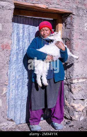 Frau mit Ziege, Photoksar, Ladach, Indien Stockfoto