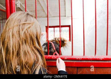 Junge Blonde, die ein braunes Pferd streichelt. Glückliches kleines Mädchen, das ein Pony durch einen roten Zaun streichelt. Reiki-Konzept. Unscharf Stockfoto