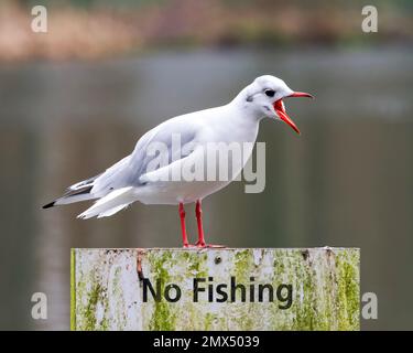 Mittelmeer-Möwe (Larus melanocephalus), im Winter Gefieder und auf einem Schild „No Fishing“ (kein Angeln) stehend Stockfoto