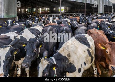 Timoleague, West Cork, Irland. 2. Februar 2023. Milchkühe warten in ihren Ställen, um auf die Weide gelassen zu werden. Die 240 Mann starke Herde gehört dem Farmer David Deasy aus Timoleague. Kredit: AG News/Alamy Live News. Stockfoto