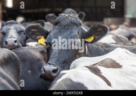 Timoleague, West Cork, Irland. 2. Februar 2023. Milchkühe warten in ihren Ställen, um auf die Weide gelassen zu werden. Die 240 Mann starke Herde gehört dem Farmer David Deasy aus Timoleague. Kredit: AG News/Alamy Live News. Stockfoto