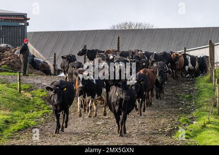 Timoleague, West Cork, Irland. 2. Februar 2023. Der Milchbauer David Deasy aus Timoleague sieht zu, wie seine 240-köpfige Herde Milchkühe für den Tag auf die Weide geht. Kredit: AG News/Alamy Live News Stockfoto