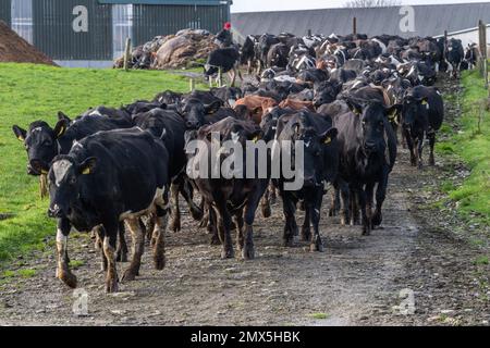 Timoleague, West Cork, Irland. 2. Februar 2023. Der Milchbauer David Deasy aus Timoleague sieht zu, wie seine 240-köpfige Herde Milchkühe für den Tag auf die Weide geht. Kredit: AG News/Alamy Live News Stockfoto