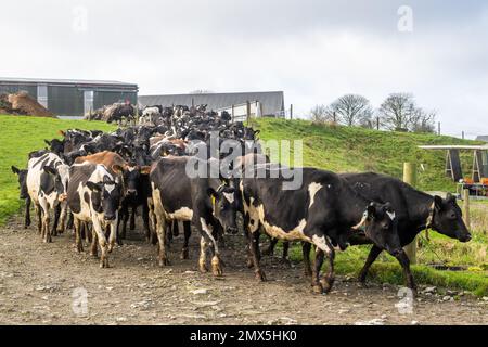 Timoleague, West Cork, Irland. 2. Februar 2023. Der Milchbauer David Deasy aus Timoleague sieht zu, wie seine 240-köpfige Herde Milchkühe für den Tag auf die Weide geht. Kredit: AG News/Alamy Live News Stockfoto