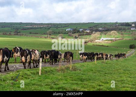 Timoleague, West Cork, Irland. 2. Februar 2023. Die 240-köpfige Milchkuhherde des in Timoleague ansässigen Milchbauern David Deasy wird für den Tag auf die Weide gelassen. Kredit: AG News/Alamy Live News Stockfoto