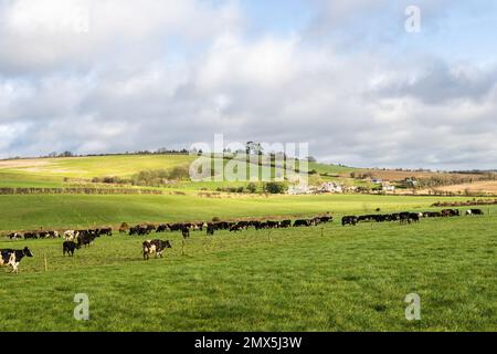 Timoleague, West Cork, Irland. 2. Februar 2023. Die 240-köpfige Milchkuhherde des in Timoleague ansässigen Milchbauern David Deasy wird für den Tag auf die Weide gelassen. Kredit: AG News/Alamy Live News Stockfoto