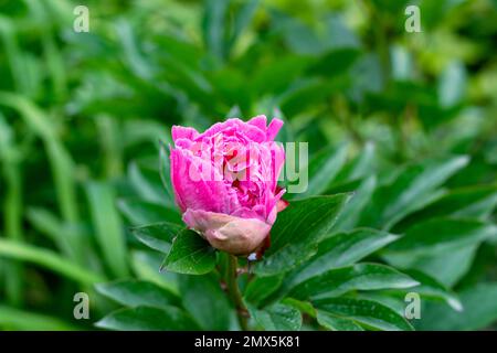 Leuchtend pinkfarbene Pfingstrosen blühen im Garten. Selektivfokus, geringer Freiheitsgrad Stockfoto