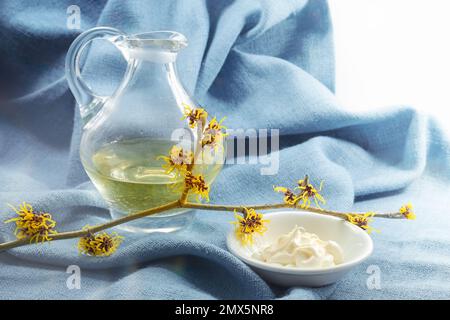 Hamamelis oder Hexenhasel, Hautcreme in einer Schüssel und Essenz in einer Glaskanne, blühender Zweig auf einer blauen Serviette, medizinische Pflanze für natürliche Kosmetik, Kopien Stockfoto