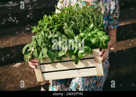 Crop anonyme Gärtnerin mit Holzkiste gesammelt verschiedenen frischen Kräutern sitzen auf Stufen in ländlicher Umgebung am sonnigen Sommertag Stockfoto