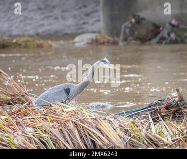 Ein großer Egret Blue Heron (Ardea herodias) sucht entlang des Glendale Narrows Teils des Flusses Los Angeles nach Speisen. Stockfoto