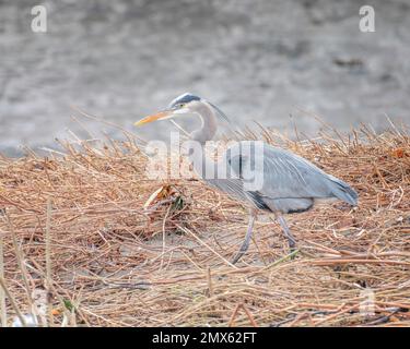 Ein großer Egret Blue Heron (Ardea herodias) sucht entlang des Glendale Narrows Teils des Flusses Los Angeles nach Speisen. Stockfoto