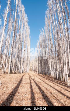 Pappelbäume und Pfad mit Blättern in der Wintersaison. Hochwertiges Foto Stockfoto