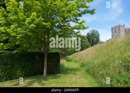 Eine Hecke aus Rossholz und Eibe neben einem Pfad, der durch das lange Gras und den steilen Hang wilder Gräser bis zum Arundel Castle, West Sussex, führt Stockfoto