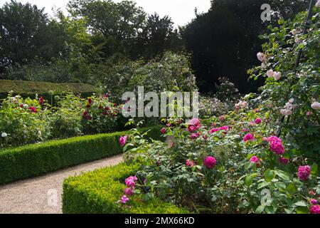 Wunderschöne, altmodische Rosen von Frau Isaac Péreiré, Prinzessin Anne und Gertrude Jekyll in der formellen Schachtel des Rosengartens im Schloss Arundel, Vereinigtes Königreich Stockfoto