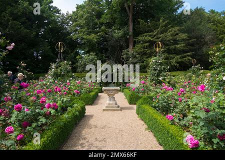 Wunderschöne, altmodische Rosen von Frau Isaac Péreiré, Prinzessin Anne und Gertrude Jekyll in der formellen Schachtel des Rosengartens im Schloss Arundel, Vereinigtes Königreich Stockfoto