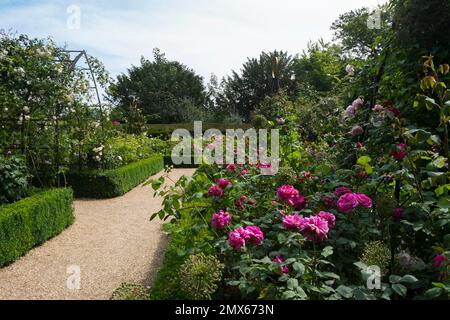 Wunderschöne, altmodische Rosen von Frau Isaac Péreiré, Prinzessin Anne und Gertrude Jekyll in der formellen Schachtel des Rosengartens im Schloss Arundel, Vereinigtes Königreich Stockfoto