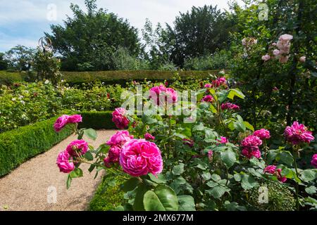 Wunderschöne, altmodische Rosen von Frau Isaac Péreiré, Prinzessin Anne und Gertrude Jekyll in der formellen Schachtel des Rosengartens im Schloss Arundel, Vereinigtes Königreich Stockfoto