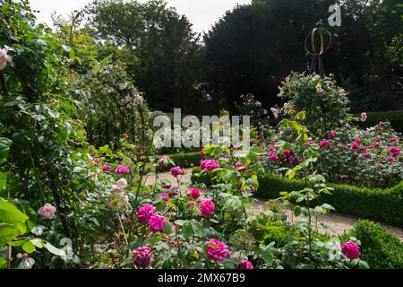 Wunderschöne, altmodische Rosen von Frau Isaac Péreiré, Prinzessin Anne und Gertrude Jekyll in der formellen Schachtel des Rosengartens im Schloss Arundel, Vereinigtes Königreich Stockfoto