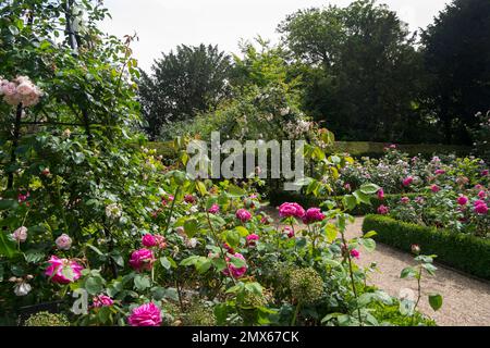 Wunderschöne, altmodische Rosen von Frau Isaac Péreiré, Prinzessin Anne und Gertrude Jekyll in der formellen Schachtel des Rosengartens im Schloss Arundel, Vereinigtes Königreich Stockfoto