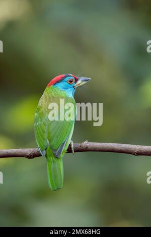 Blau-throated Barbet Stockfoto