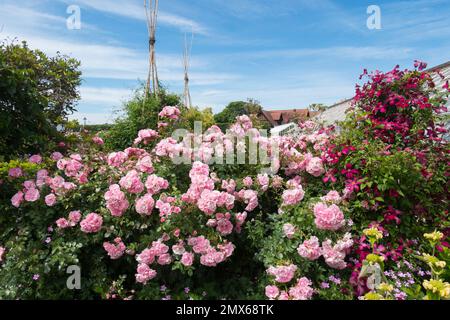 Rosafarbene Rosen und Fuschia-Clematis, die im ummauerten Küchengarten im Arundel Castle, West Sussex, Großbritannien, wachsen Stockfoto