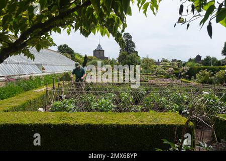 Einer der Gärtner, die sich um die Bohnen kümmern, wächst im Walled Kitchen Garden, Arundel Castle, West Sussex, Großbritannien, in einem gepflegten Rohrgerüst auf Stockfoto