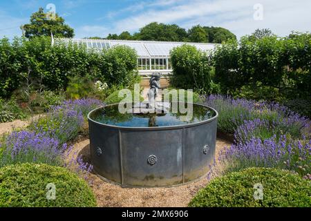 Ein von Lavender umgebener Brunnen mit dem viktorianischen Gewächshaus im Hintergrund im ummauerten Kitchen Garden am Arundel Castle, West Sussex, Großbritannien Stockfoto