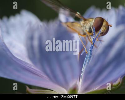 Hoverfly und Zichorienblume Stockfoto