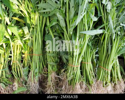 Gemüse, ein Haufen Wasserspinat oder Ipomoea Aquatica, die auf dem Frischmarkt verkauft werden. Stockfoto