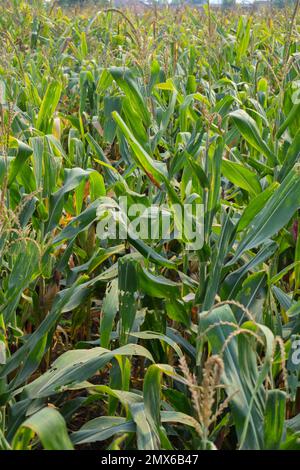 Frische grüne Maissprossen auf dem Feld. Anbau junger grüner Maiskeimsprossen auf landwirtschaftlichen Feldern. Stockfoto