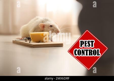 Ratte in der Nähe der Mausefalle mit Käse im Innenbereich und Warnschild Schädlingsbekämpfung Stockfoto