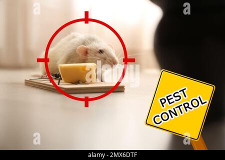 Zielscheibe auf Ratte in der Nähe der Mausefalle mit Käse drinnen und Warnschild Schädlingsbekämpfung Stockfoto