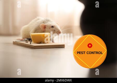 Ratte in der Nähe der Mausefalle mit Käse im Innenbereich und Warnschild Schädlingsbekämpfung Stockfoto