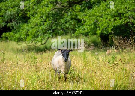 Schottische Schwarzgesichtsschafe auf einer Waldwiese. Shropshire, England Stockfoto