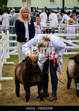 Preisgekröntes Stammbaum-Ryeland-Schaf (Gewinner des Wettbewerbspreises mit Silberbecher und roter Rosette) - Great Yorkshire Show Ground, Harrogate, England, Großbritannien. Stockfoto