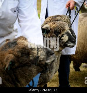 Stammbaum-farbene Ryeland-Schafe (braune Fleeces, Gurte) und Bauern, die sich in Schlange stehen, um zu beurteilen - Great Yorkshire Ausstellungsgelände, Harrogate England, Großbritannien. Stockfoto