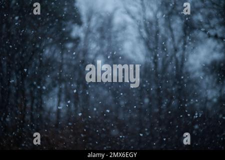 Schneeflocke mit herabfallendem Schnee im Vordergrund und verschwommenem Hintergrund mehrerer Bäume in monochromen blau-schwarzen Farben Stockfoto