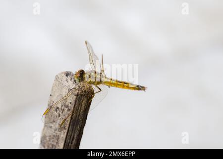 Gelbe Libelle, die auf einem Stock sitzt. Makrofoto vor weißem Hintergrund aufgenommen. Stockfoto