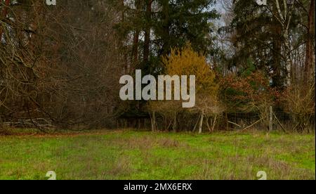 Ein blühender gemeiner Haselbaum (Corylus avellana) vor dem Waldrand in einer ländlichen Landschaft Stockfoto