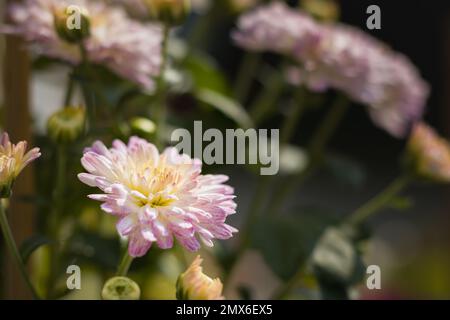 Wunderschöne weiße und rosafarbene Chrysanthemen blühen im Garten. Foto, das tagsüber mit Hintergrund des Kopierbereichs aufgenommen wurde. Stockfoto