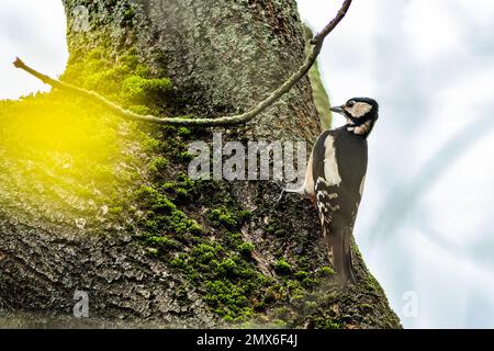 Großer Specht, ein schwarz-weißer Vogel, ein Weibchen, sitzt auf einer Baumrinde, bedeckt mit grünem Moos. Gelbe Farbe im Vordergrund. Grauer Himmel Stockfoto