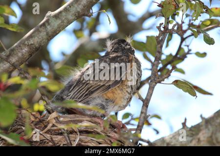 Im Sommer in Wisconsin, USA: Nahaufnahme eines gezüchteten, jungen amerikanischen Robin, der in seinem Nest in einem Krabbenbaum sitzt Stockfoto