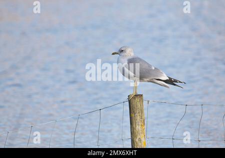 Gewöhnliche oder Mau-Möwe (Larus canus) im Winterzughuhn Stockfoto